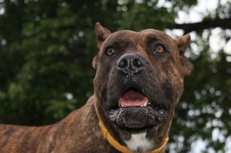 порода собак испанский алано